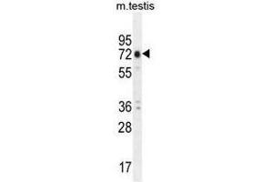 ANKRD5 Antibody (C-term) western blot analysis in mouse testis tissue lysates (35µg/lane).