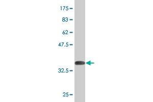 Western Blot detection against Immunogen (36. (Ketohexokinase antibody  (AA 201-297))