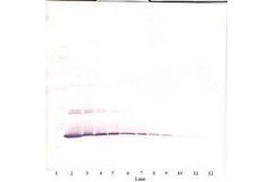 Image no. 3 for anti-Interleukin 7 (IL7) antibody (ABIN465350) (IL-7 antibody)