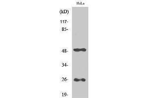 Western Blotting (WB) image for anti-Clusterin (CLU) (C-Term) antibody (ABIN3174453) (Clusterin antibody  (C-Term))