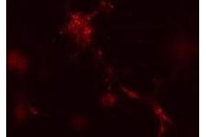 Mouse leukaemic monocyte macrophage cells treated with vinblastine for 1 hr. (ATG12 antibody  (N-Term))