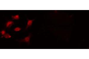 ABIN6274236 staining 293 cells by IF/ICC. (CSTF2 antibody  (N-Term))