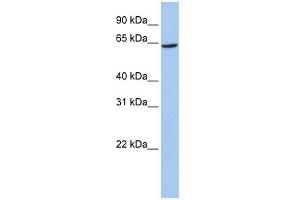 SLC13A2 antibody used at 1 ug/ml to detect target protein. (SLC13A2 antibody)