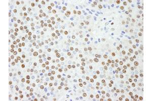 Immunohistochemistry (IHC) image for anti-Karyopherin (Importin) alpha 4 (KPNA4) (AA 471-521) antibody (ABIN7448983) (KPNA4 antibody  (AA 471-521))