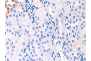 Detection of APOC1 in Mouse Kidney Tissue using Polyclonal Antibody to Apolipoprotein C1 (APOC1) (APOC1 antibody  (AA 32-88))
