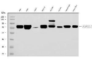 Western blot analysis of FIP1L1 using anti-FIP1L1 antibody (ABIN7600761). (FIP1L1 antibody  (AA 23-558))