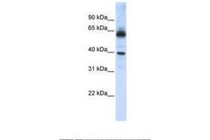 Image no. 1 for anti-Karyopherin alpha 1 (Importin alpha 5) (KPNA1) (AA 74-123) antibody (ABIN6738977) (KPNA1 antibody  (AA 74-123))