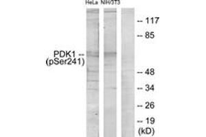 Western blot analysis of extracts from HeLa cells and NIH/3T3 cells, using PDK1 (Phospho-Ser241) Antibody. (PDPK1 antibody  (AA 210-259))