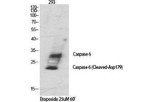 Western Blot (WB) analysis of specific cells using Cleaved-Caspase-6 p18 (D179) Polyclonal Antibody. (Caspase 6 p18 (Asp179), (cleaved) antibody)