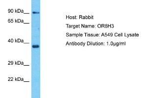 OR8H3 antibody  (C-Term)