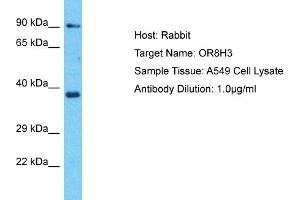 Host: Rabbit Target Name: OR8H3 Sample Type: A549 Whole Cell lysates Antibody Dilution: 1. (OR8H3 antibody  (C-Term))