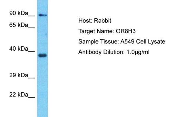 OR8H3 Antikörper  (C-Term)