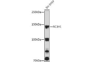 Western blot analysis of extracts of SH-SY5Y cells, using RC3H1 Rabbit pAb (ABIN7270049) at 1:3000 dilution. (RC3H1 antibody  (AA 834-1133))
