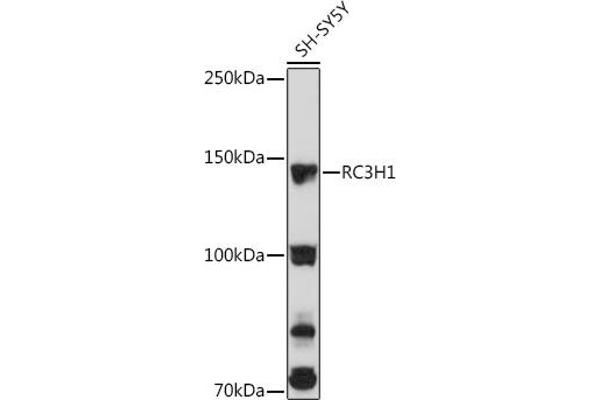 RC3H1 antibody  (AA 834-1133)