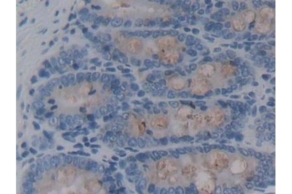 REG3B antibody  (AA 27-175)