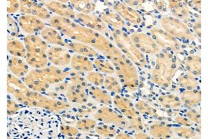 ABIN6259999 and ABIN6272243 at 1/100 staining Rat kidney tissue by IHC-P. (APOOL antibody  (C-Term))