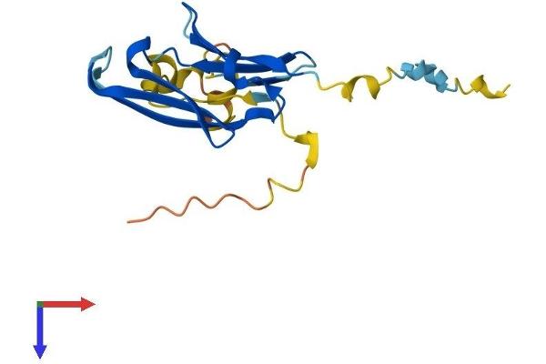 CRYAA Protein (AA 1-173) (His tag)