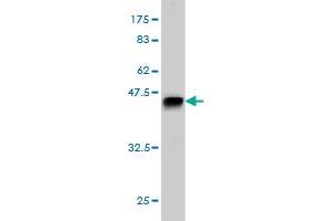 Western Blot detection against Immunogen (40. (TESK2 antibody  (AA 405-542))