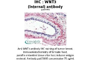 Image no. 2 for anti-Wingless-Type MMTV Integration Site Family, Member 3 (WNT3) (Internal Region) antibody (ABIN1740828) (WNT3 antibody  (Internal Region))