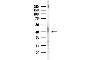 Western blot analysis of lysates from RAW264.