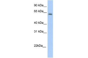WB Suggested Anti-Anxa6 Antibody Titration:  5. (ANXA6 antibody  (C-Term))