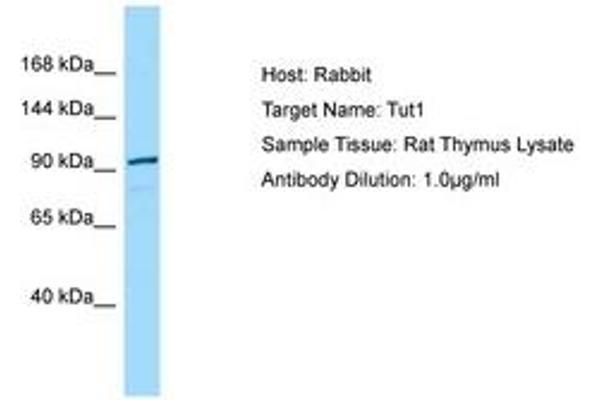 TUT1 antibody  (N-Term)