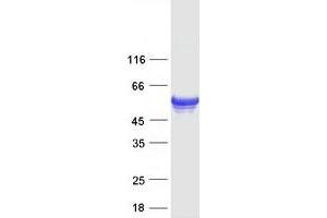 Validation with Western Blot (FAD Synthetase Protein (Transcript Variant 2) (Myc-DYKDDDDK Tag))