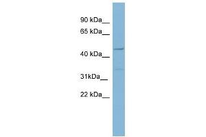 Matrilin 1 antibody used at 1 ug/ml to detect target protein.