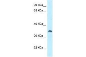 Image no. 1 for anti-Calcineurin-Like phosphoesterase Domain Containing 1 (Cpped1) (AA 87-136) antibody (ABIN6747710) (Cpped1 antibody  (AA 87-136))