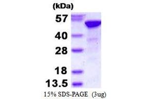 Image no. 1 for Retinoblastoma Binding Protein 4 (RBBP4) protein (His tag) (ABIN1098355) (Retinoblastoma Binding Protein 4 Protein (RBBP4) (His tag))