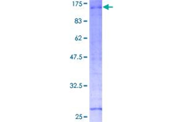 RNF10 Protein (AA 1-811) (GST tag)