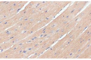 Immunohistochemistry of paraffin-embedded Mouse heart using NHLRC1 Polyclonal Antibody at dilution of 1:100 (40x lens). (NHLRC1 antibody)