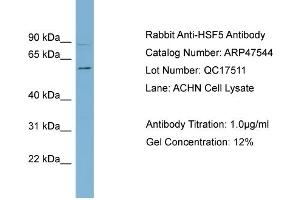 WB Suggested Anti-HSF5  Antibody Titration: 0. (HSF5 antibody  (Middle Region))