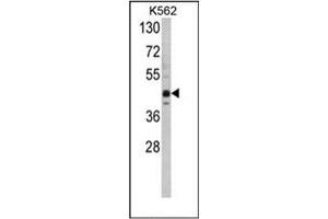 Image no. 1 for anti-SET Domain Containing (Lysine Methyltransferase) 8 (SETD8) (AA 364-393), (C-Term) antibody (ABIN356688)