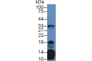 Western blot analysis of Mouse Thymus lysate, using Human IL21 Antibody (2 µg/ml) and HRP-conjugated Goat Anti-Rabbit antibody ( (IL-21 antibody  (AA 23-155))
