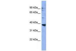 Image no. 1 for anti-Olfactory Receptor 2L3 (OR2L3) (AA 228-277) antibody (ABIN6746659) (OR2L3 antibody  (AA 228-277))