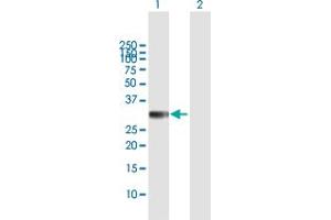 Western Blot analysis of HS2ST1 expression in transfected 293T cell line by HS2ST1 MaxPab polyclonal antibody. (HS2ST1 antibody  (AA 1-229))