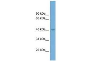 Image no. 1 for anti-Cell Growth Regulator with Ring Finger Domain 1 (CGRRF1) (AA 143-192) antibody (ABIN6743151)