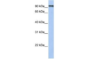WB Suggested Anti-PCDHGC4 Antibody Titration:  0. (PCDHGC4 antibody  (N-Term))