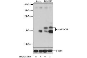 Western blot analysis of extracts of various cell lines, using MAP1LC3B antibody (ABIN6291773) at 1:1000 dilution.