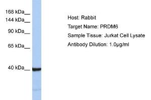 Host: Rabbit Target Name: PRDM6 Sample Type: Jurkat Whole Cell lysates Antibody Dilution: 1. (PRDM6 antibody  (C-Term))