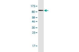 Western Blot detection against Immunogen (84. (Filensin antibody  (AA 1-540))
