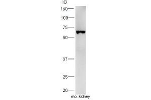 Mouse kidney lysates probed with Rabbit Anti-Uromodulin Polyclonal Antibody, Unconjugated  at 1:5000 for 90 min at 37˚C. (Uromodulin antibody  (AA 351-450))