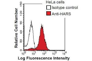 HeLa cells were fixed in 2% paraformaldehyde/PBS and then permeabilized in 90% methanol. (HARS1/Jo-1 antibody)