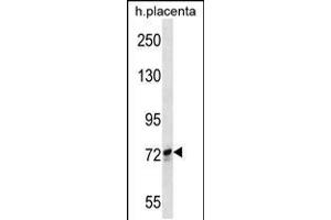 Western blot analysis in human placenta tissue lysates (35ug/lane). (SCYL1 antibody  (N-Term))