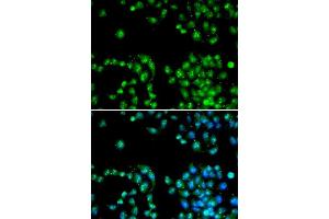 Immunofluorescence (IF) image for anti-Polymerase (RNA) II (DNA Directed) Polypeptide L, 7.6kDa (POLR2L) (AA 1-67) antibody (ABIN3023304) (POLR2L antibody  (AA 1-67))