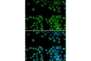 Immunofluorescence (IF) image for anti-Polymerase (RNA) II (DNA Directed) Polypeptide L, 7.6kDa (POLR2L) (AA 1-67) antibody (ABIN3023304) (POLR2L antibody  (AA 1-67))