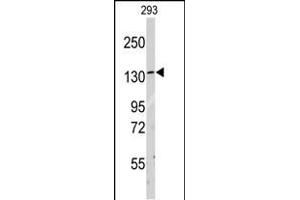 Western blot analysis of anti-LARS Antibody (C-term) (ABIN391611 and ABIN2841532) in 293 cell line lysates (35 μg/lane). (LARS antibody  (C-Term))