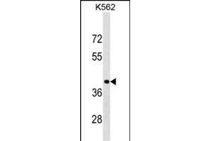 PCBP1 Antibody (Center) (ABIN1538004 and ABIN2850250) western blot analysis in K562 cell line lysates (35 μg/lane). (PCBP1 antibody  (AA 188-217))