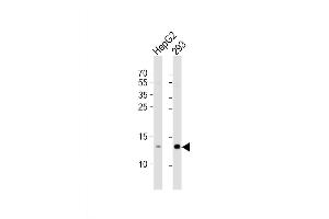 Western Blot at 1:1000 dilution Lane 1: HepG2 whole cell lysate Lane 2: 293 whole cell lysate Lysates/proteins at 20 ug per lane. (RBX1 antibody  (C-Term))